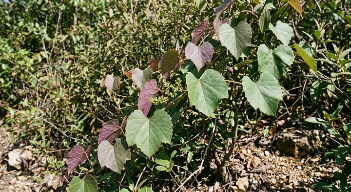 Vitis balansana var. balansana (Vitis balansana var. balansana)