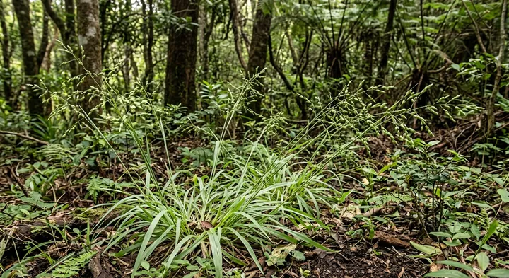 Panic Veldt Grass (Ehrharta erecta)