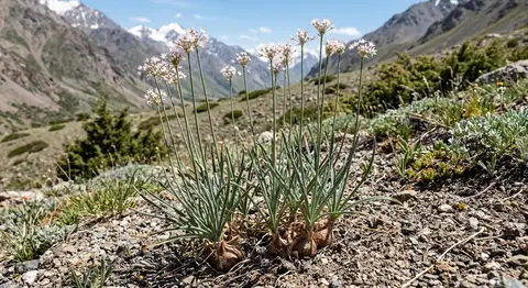 Allium hoeltzeri (Allium hoeltzeri)