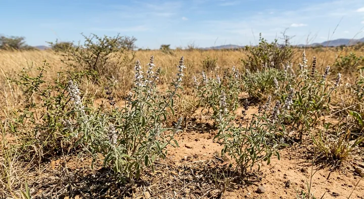 American Basil (Ocimum americanum)