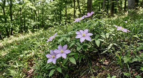 Clematis patens (Clematis patens)