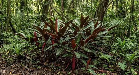 Stromanthe sanguinea (Stromanthe sanguinea)