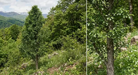 Pyrus communis (Pyrus communis)