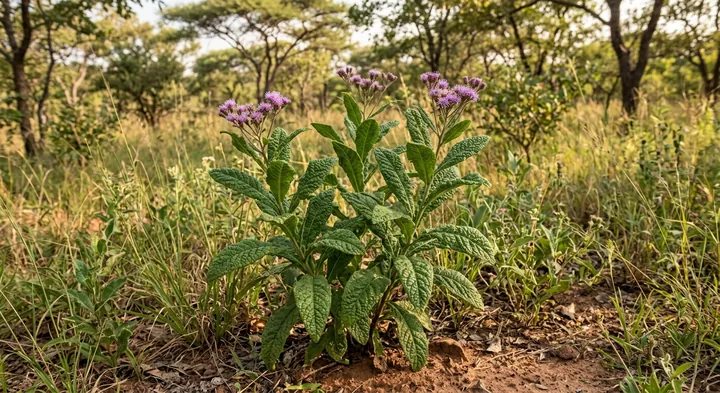 Vernonia bullulata (Vernonia bullulata)