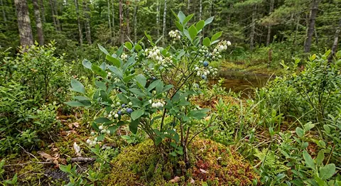 Amerikanische Heidelbeere (Vaccinium corymbosum)