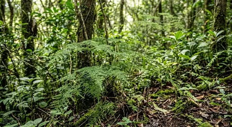 Asparagus plumosus (Asparagus plumosus)