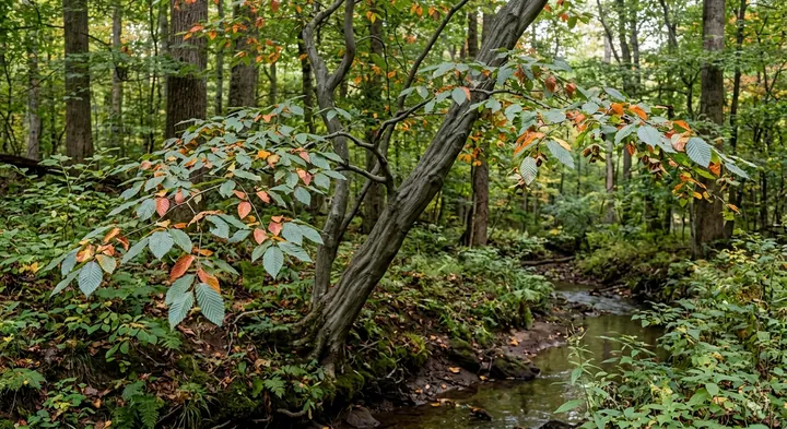 American Hornbeam (Carpinus caroliniana)
