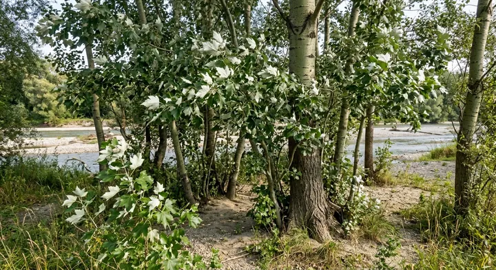 White Poplar (Populus alba)