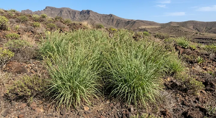 Cape Verde signal grass (Urochloa caboverdiana)