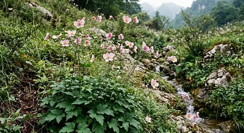 Anemone hupehensis (Anemone hupehensis)