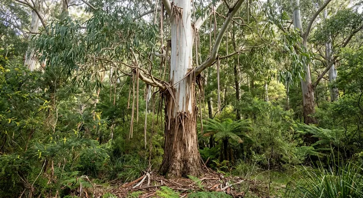 Manna Gum (Eucalyptus viminalis)