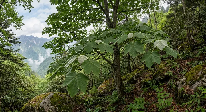 Himalayan Maple (Acer villosum)