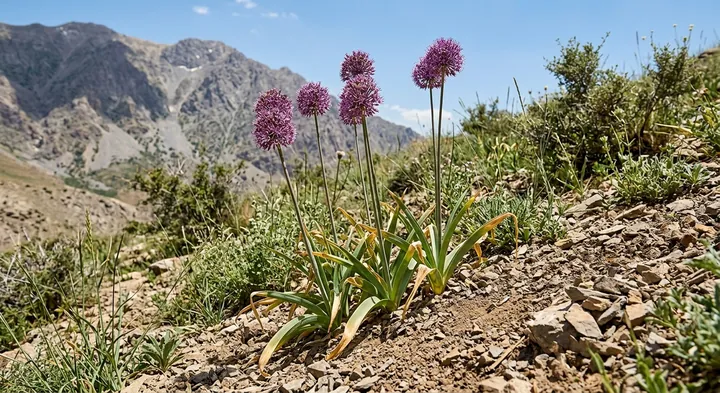 Hollandicum Onion (Allium hollandicum)
