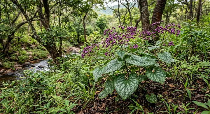 Orbivestus plant (Orbivestus unionus)