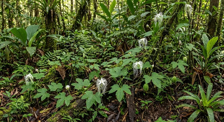 Indonesian bitter gourd (Trichosanthes azurea var. merahputih)