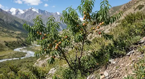 Prunus persica var. nucipersica (Prunus persica var. nucipersica)