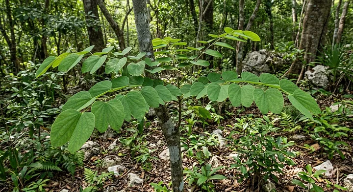 Abarema abbottii (Abarema abbottii)