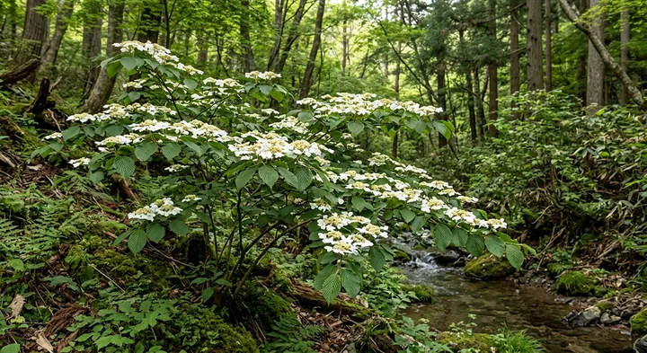 Doublefile Viburnum (Viburnum plicatum)