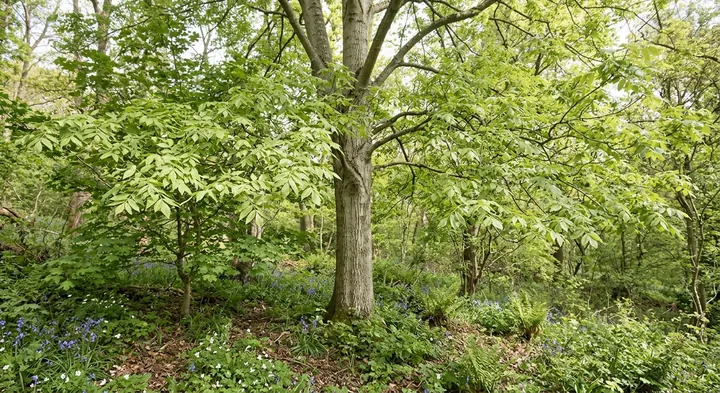 European Ash (Fraxinus excelsior)