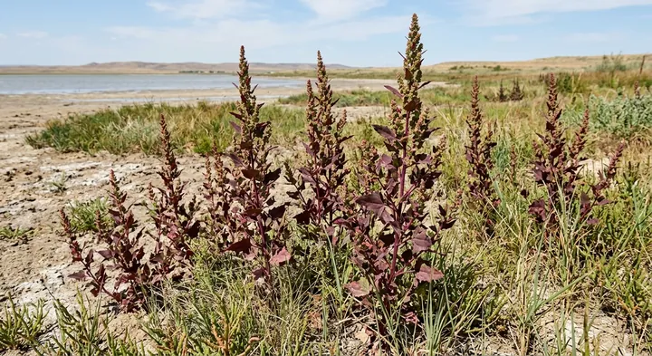 Garden Orache (Atriplex hortensis)