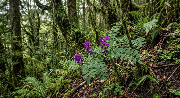 Chilean vetch (Vicia valdiviana)