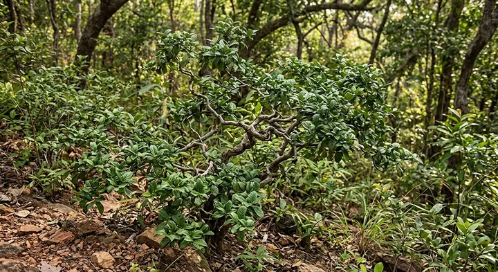 Lecomte's Wrightia (Wrightia lecomtei)