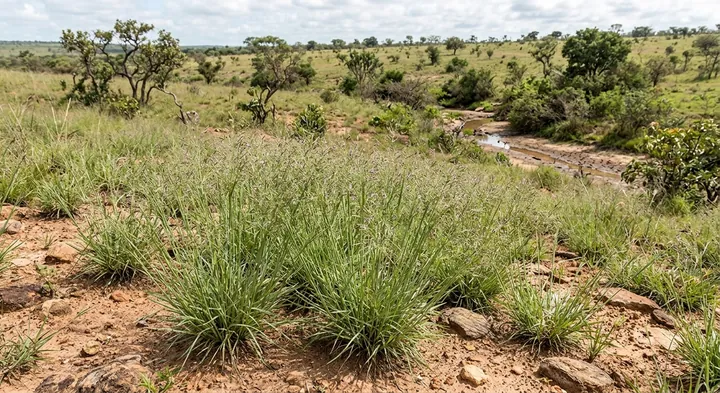 Vilfa scoparia (Vilfa scoparia)