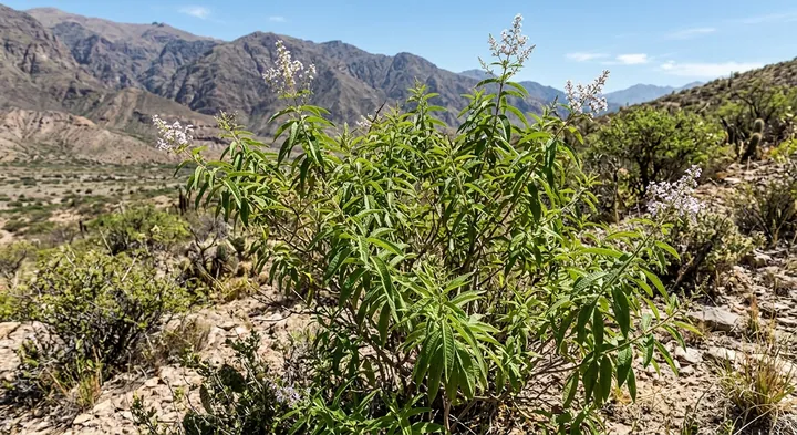 Lemon Verbena (Aloysia citrodora)