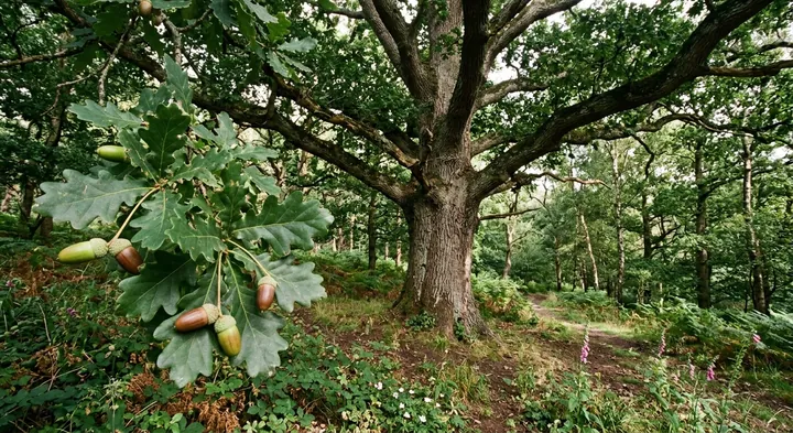 English Oak (Quercus robur)