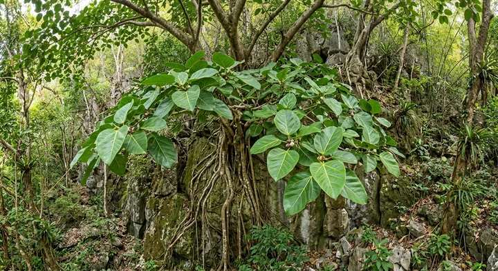 Urostigma lentiginosum (Urostigma lentiginosum)