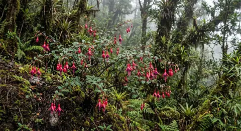 Fuchsia (Fuchsia)