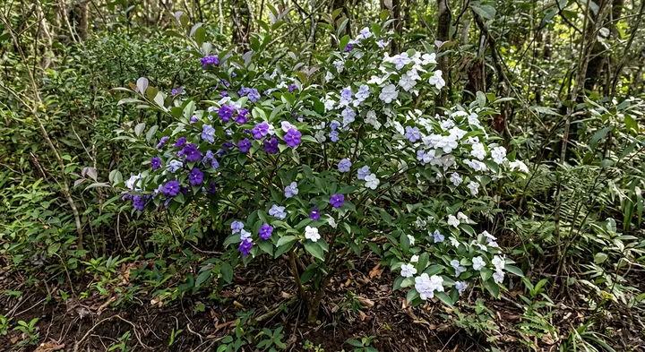 Yesterday today and tomorrow (Brunfelsia bonodora)