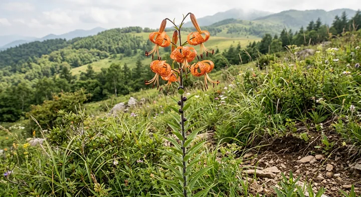 Tiger Lily (Lilium lancifolium)