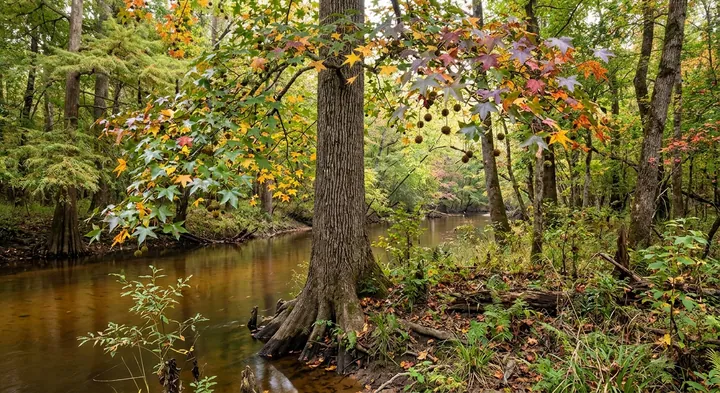 Sweetgum Tree (Liquidambar styraciflua)
