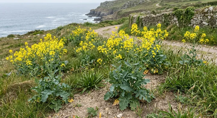 Rapeseed (Brassica napus)