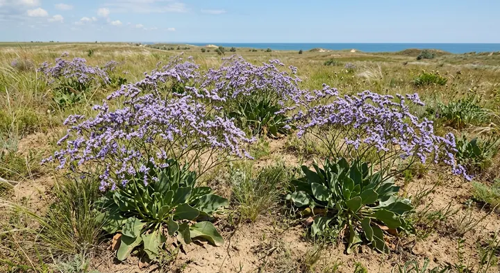 Sea Lavender (Limonium latifolium)