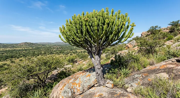 Cooper's Spurge (Euphorbia cooperi)