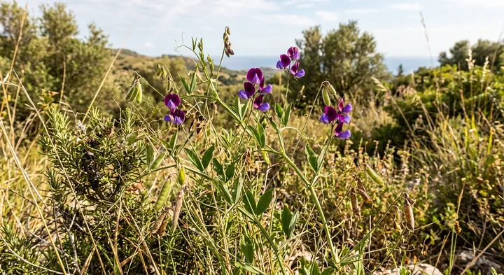 Sweet Pea (Lathyrus odoratus)