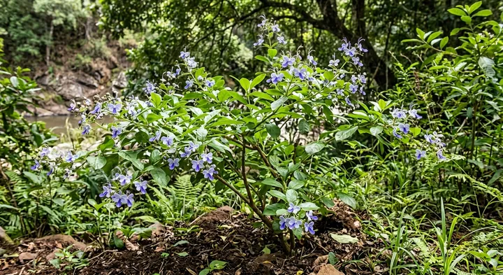 Blue Butterfly Bush (Clerodendrum ugandense)