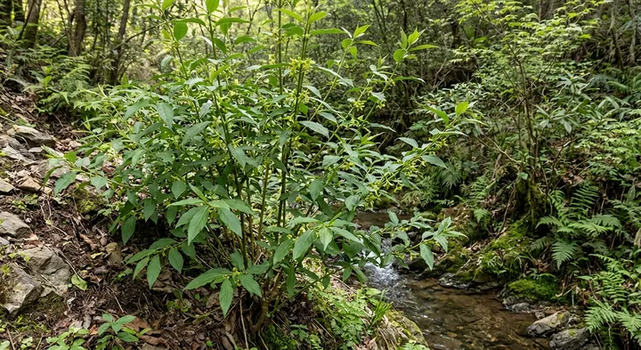 Greenstem Forsythia (Forsythia viridissima)