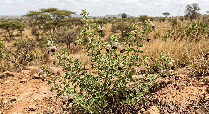 African Tinnea (Tinnea aethiopica subsp. aethiopica)
