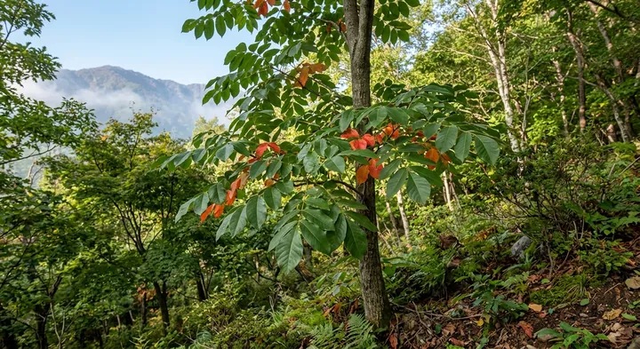 Chinese Lacquer Tree (Toxicodendron vernicifluum)