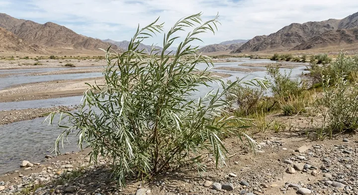 Wilhelms' Willow (Salix wilhelmsiana)