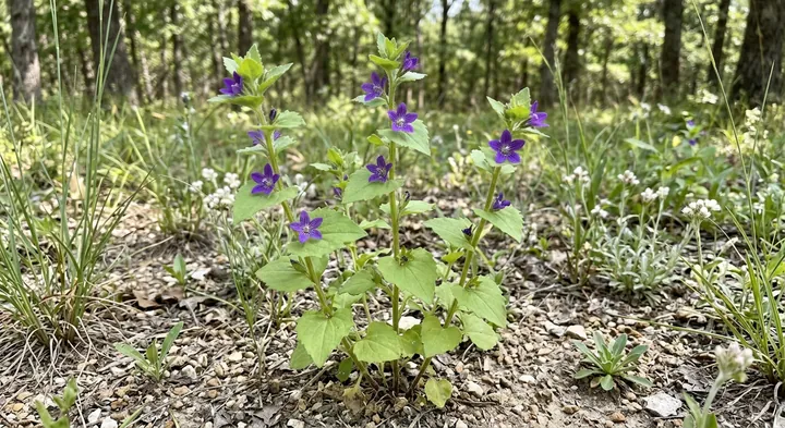 Clasping Venus Looking-glass (Triodanis perfoliata)