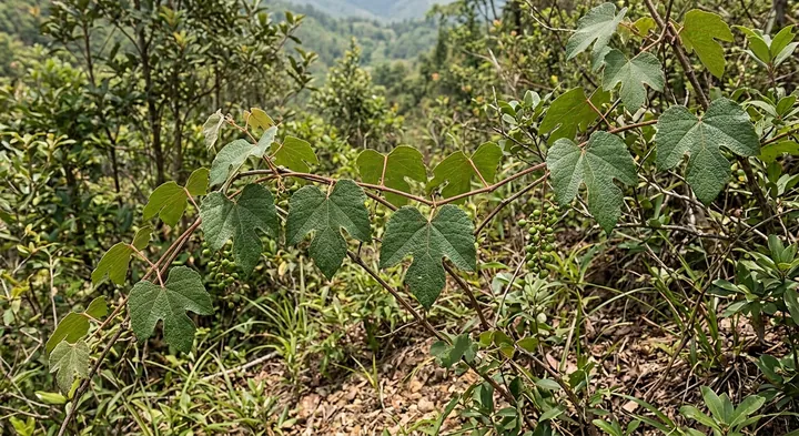Ficifolioides Grape (Vitis balansana var. ficifolioides)