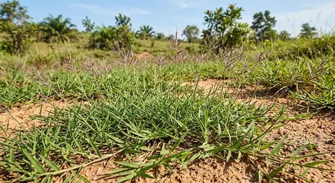 Andropogon aciculatus (Andropogon aciculatus)