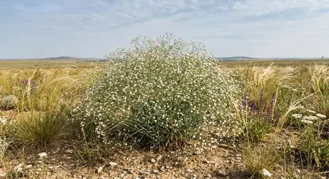 Rispiges Gipskraut (Gypsophila paniculata)
