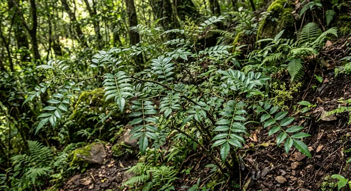 Zanthoxylum roxburghianum (Zanthoxylum roxburghianum)