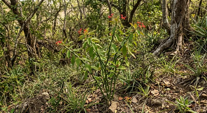 Devils Backbone Plant (Euphorbia tithymaloides)