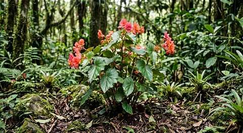 Begonia elatior (Begonia elatior)